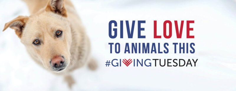 Giving 'The Gift of Health' this Giving Tuesday - Mackenzie's Animal  Sanctuary